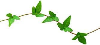 leaf.jpg